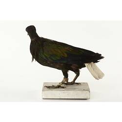 Side view of dark pigeon specimen with white tail.