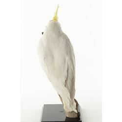 Rear view of sulphur-crested cockatoo mounted on narrow branch,