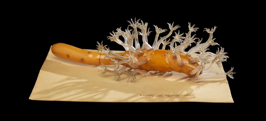 Glass model of marine invertebrate on flat base.