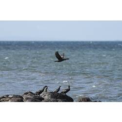 Little black cormorant.