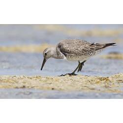 Mottled brown wader bird on mud.