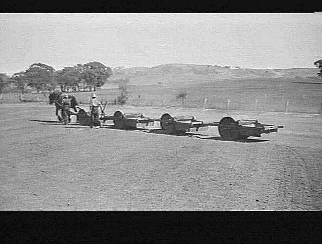 PICKING UP CLOVER SEED WITH SHEEP-SKIN-COVERED ROLLERS AT DOOKIE AGRICULTURAL COLLEGE: 1939
