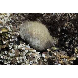 Ribbed sea snail in rock crevice.