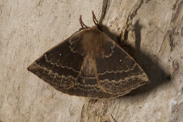 <em>Anthela repleta</em>, anthelid moth. Wilsons Promontory National Park, Victoria.