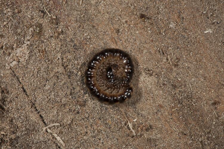Class Diplopoda, millipede. Wilsons Promontory National Park, Victoria.
