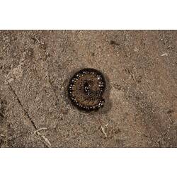 Class Diplopoda, millipede. Wilsons Promontory National Park, Victoria.