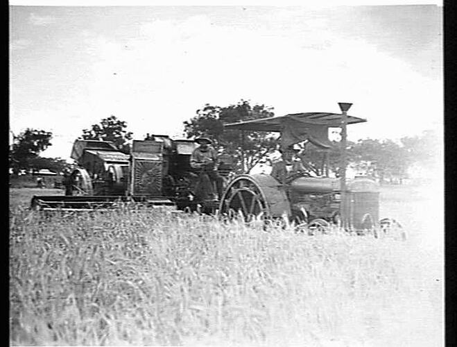 8 FT. HEADER IN 60 BUSHELL CROP OF `CAPE BARLEY' ON MR. D.W. PEARMAN'S FARM, GREENMOUNT, QLD.: DEC. 1930