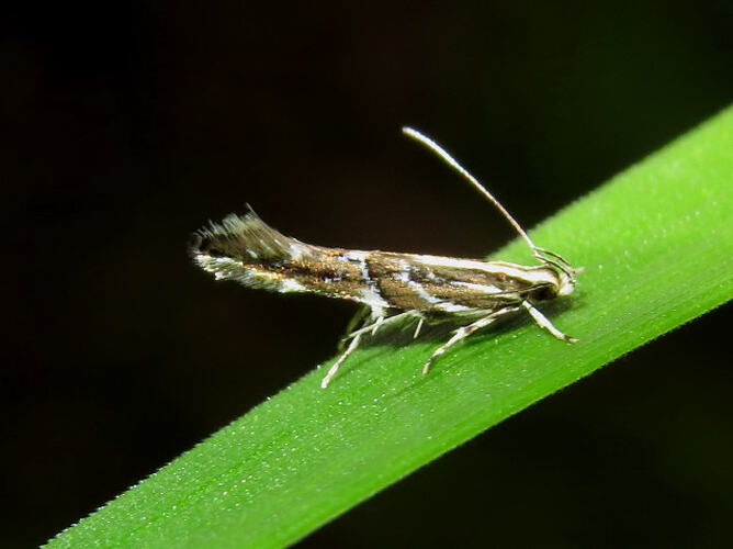 <em>Labdia hexaspila</em>, moth. Great Otways National Park, Victoria.