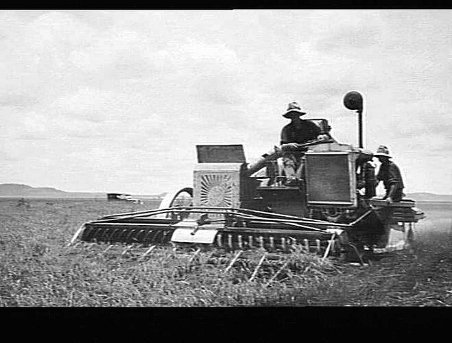 AUTO HEADER AT WORK IN LODGED CROP, MR.J.FLEGLER'S FARM,EVANSLEA, QUEENSLAND