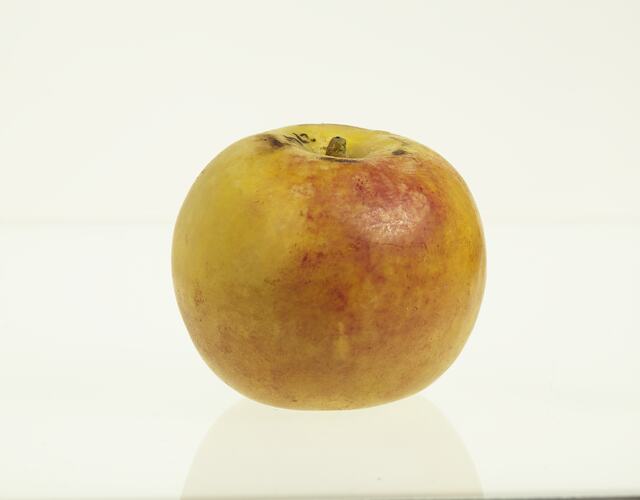Wax model of an apple painted yellow and red.