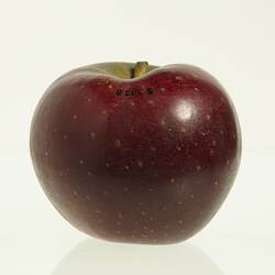 Wax model of an apple with stem, painted dark red.