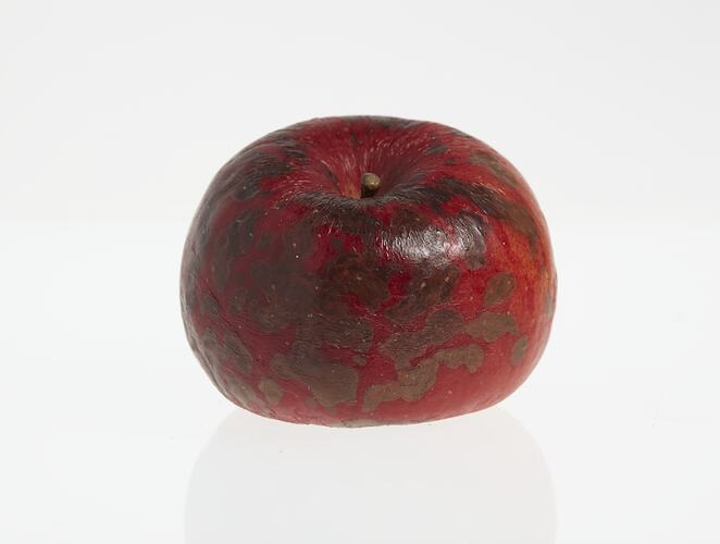 Wax model of an apple painted dark red, with brown stem. Has brown round spots.