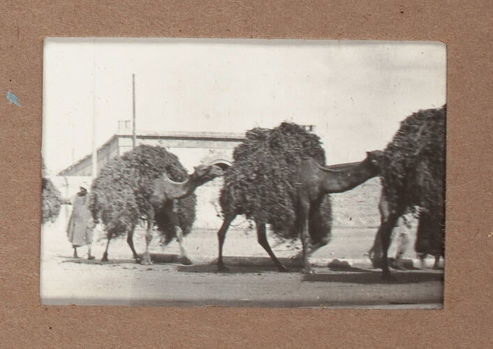 Train of camels with grain.