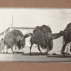 Photograph - Train of Camels with Grain, Egypt, World War I, 1915-1917