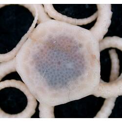 White brittle star with close-up of dorsal disc on black background.