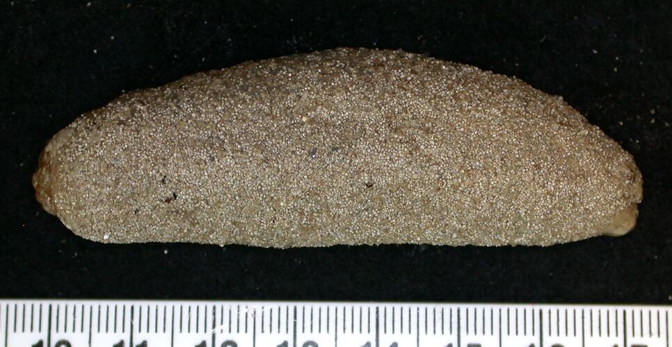 Brown sand-covered sea cucumber on black background with ruler.