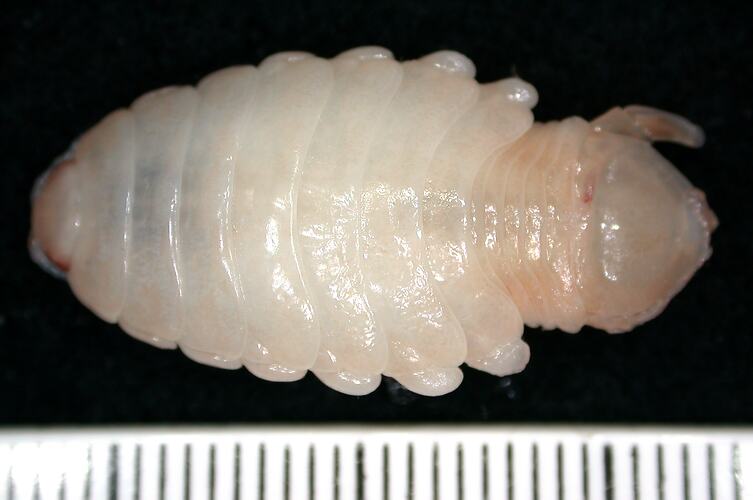 Back view of white-pink isopod on black background with ruler.