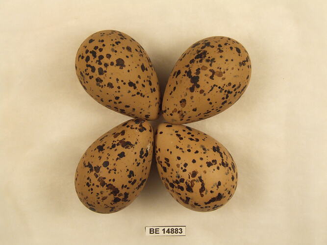 Four bird eggs with specimen label.