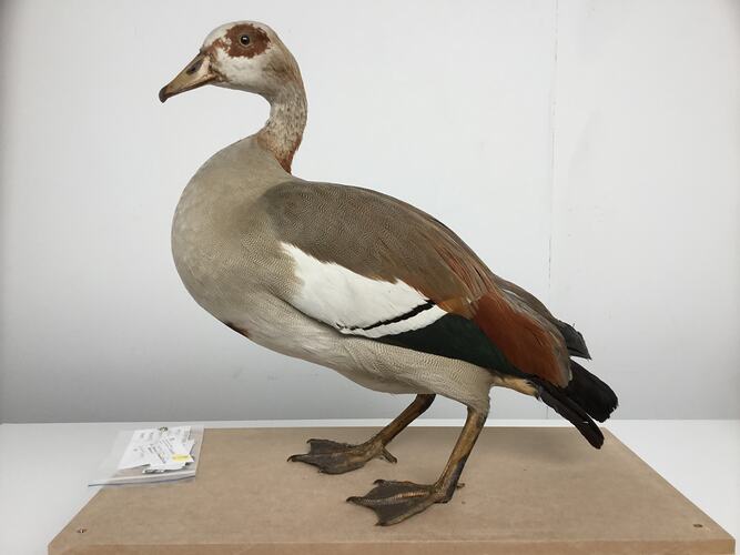 Bird mounted taxidermy specimen on brown base.