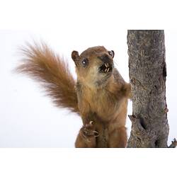 <em>Sciurus spadiceus</em>, Southern Amazon Red Squirrel, mounted specimen. Registration no. C 30124.