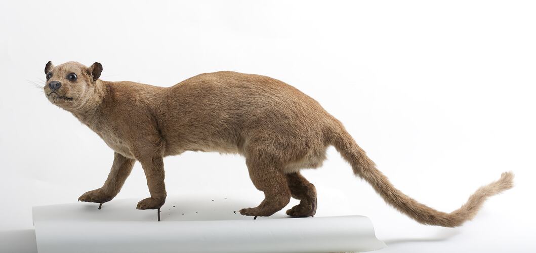 Side view of taxidermied Fossa specimen.