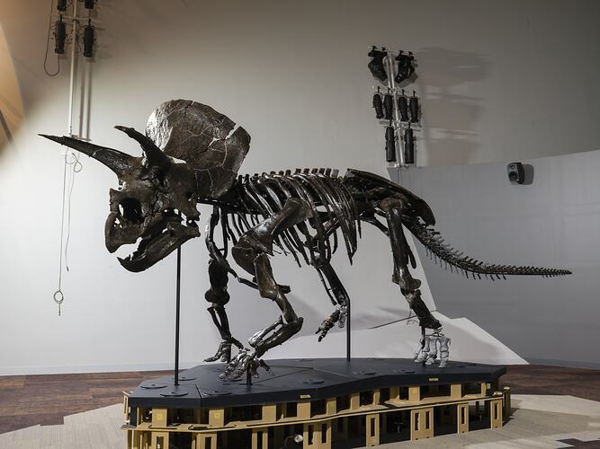 Triceratops skeleton mounted in life position in gallery.