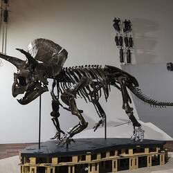 Triceratops skeleton mounted in life position in gallery.