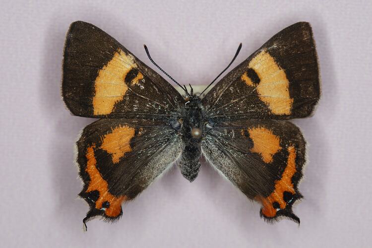 Orange and black pinned butterfly specimen.