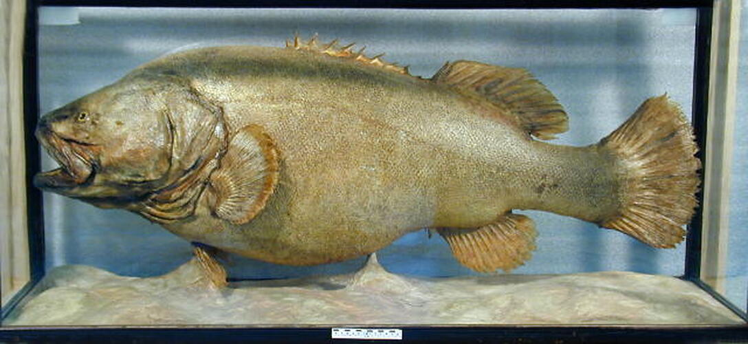 Cod mounted in glass cabinet, side view.