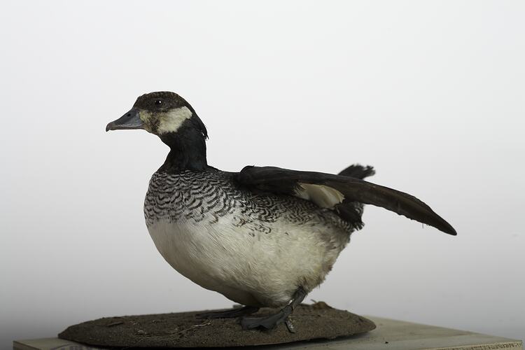 Taxidermy goose specimen on flat mount.