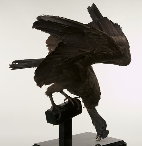 Dark brown bird specimen mounted on perch with wings raised.