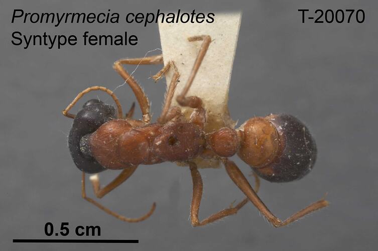Ant specimen, female, dorsal view.