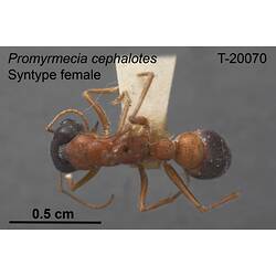 Ant specimen, female, dorsal view.