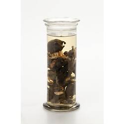 Gooseneck barnacle wet specimens in glass jar.