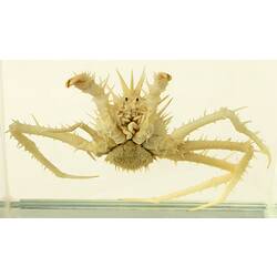 Spiny crab wet specimen in glass jar.