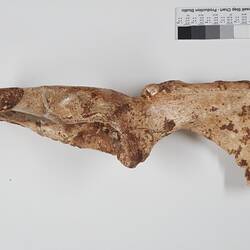 Fossil marspial pelvis bone.