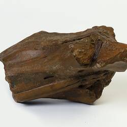 Brown fragment of fossil beaked whale snout.