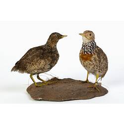 Two mottled brown bird specimens mounted on artifical soil base.
