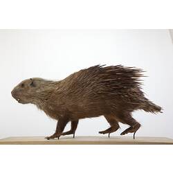 Sun Porcupine specimen, side view.