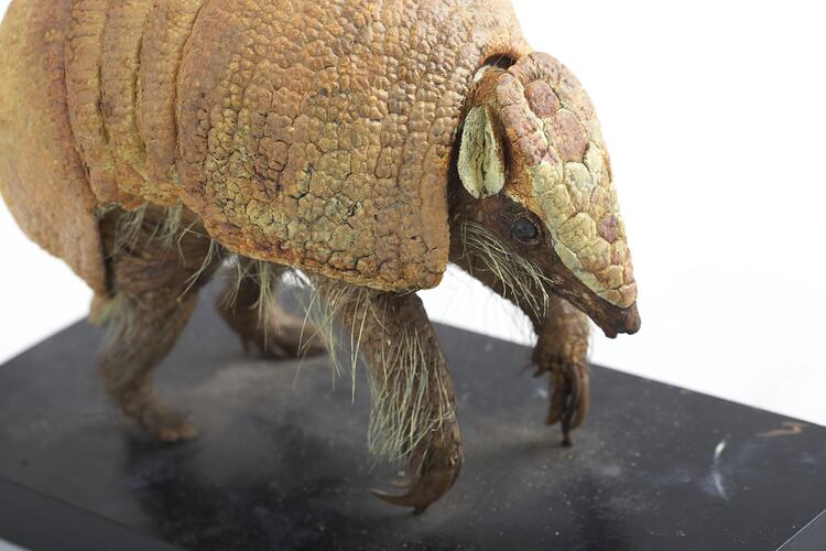 Mounted aardvark specimen, side view.