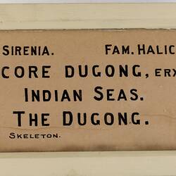 Exhibition Label - Dugong, National Museum of Victoria, Melbourne, circa 1910