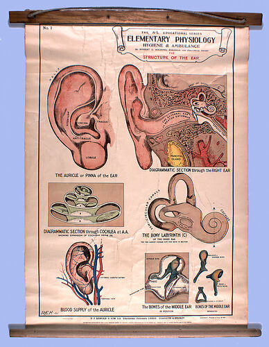 Wall Chart - The Structure of the Ear