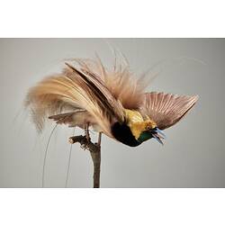Bird taxidermy mount with elaborate bronze-coloured feathers and a pale blue beak opened to show a pointed ton