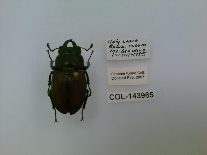 Dorsal view of pinned beetle specimen with labels.