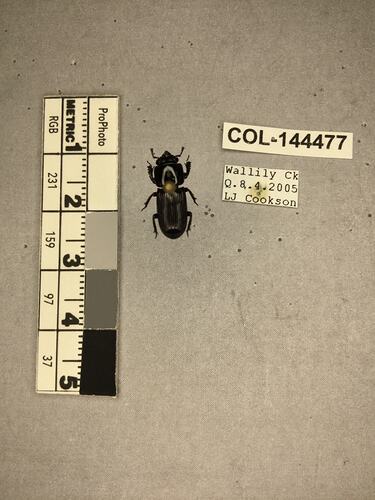 Shiny brown beetle specimen with large mandibles, pinned next to text labels.