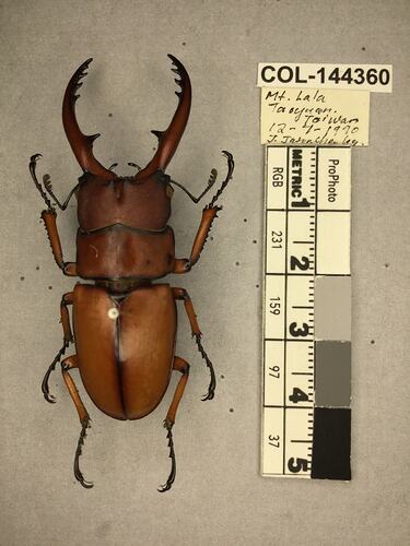 Dorsal view of pinned beetle specimen with labels.