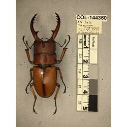 Dorsal view of pinned beetle specimen with labels.