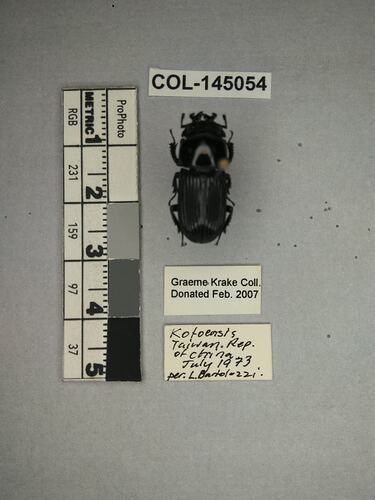 Dorsal view of pinned beetle specimen with labels.