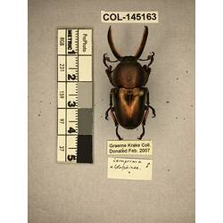 Dorsal view of pinned beetle specimen with labels.
