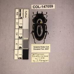 Shiny brown beetle specimen with large mandibles, pinned next to text labels.